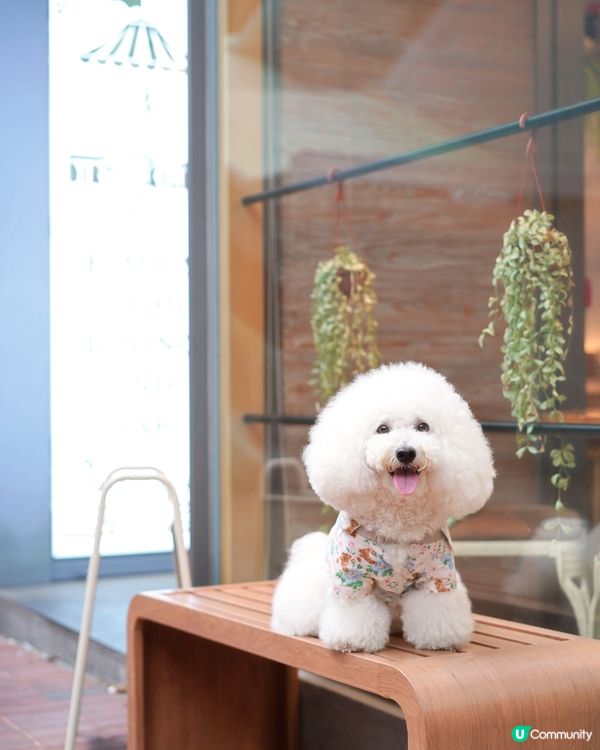 筲箕灣難得室內毛孩友善餐廳 pizza 大推！