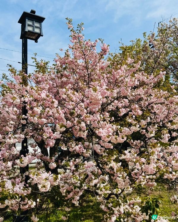 舞鶴公園賞櫻🌸