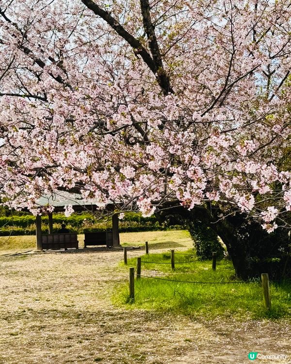 舞鶴公園賞櫻🌸