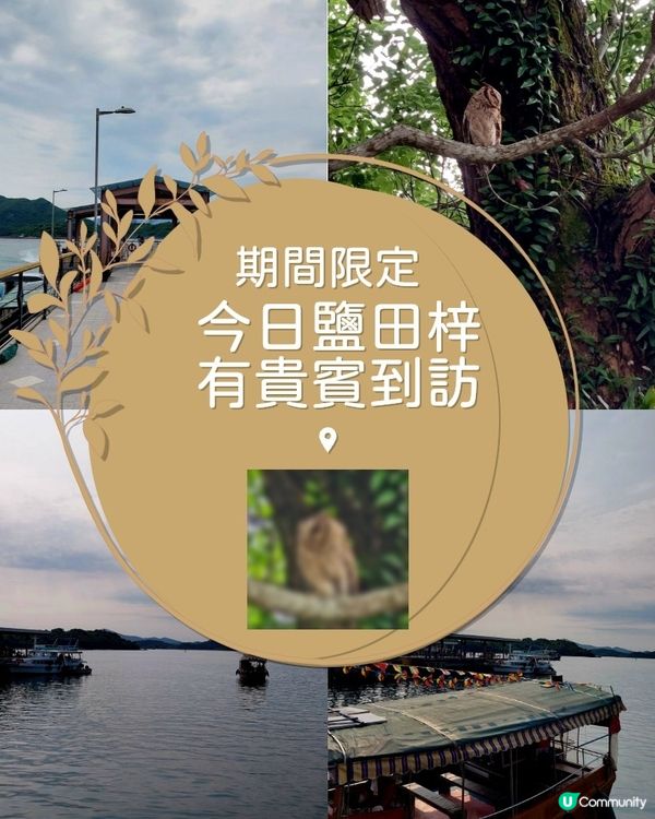 鹽田梓驚現神秘訪客🦉！ 可遇不可求😍😍