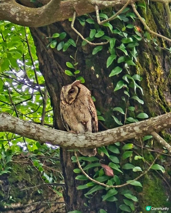 鹽田梓驚現神秘訪客🦉！ 可遇不可求😍😍