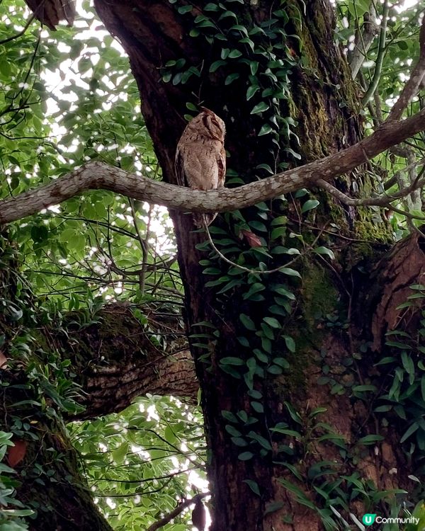 鹽田梓驚現神秘訪客🦉！ 可遇不可求😍😍