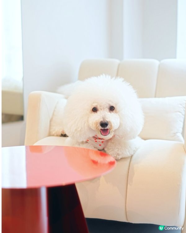 上環新街新cafe 大推邪惡曲奇