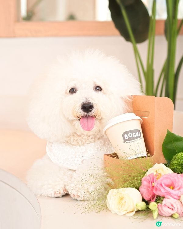 母親節限定花束咖啡禮物 100%狗狗友善