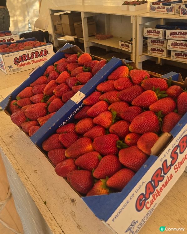 美國大大粒士多啤梨🍓