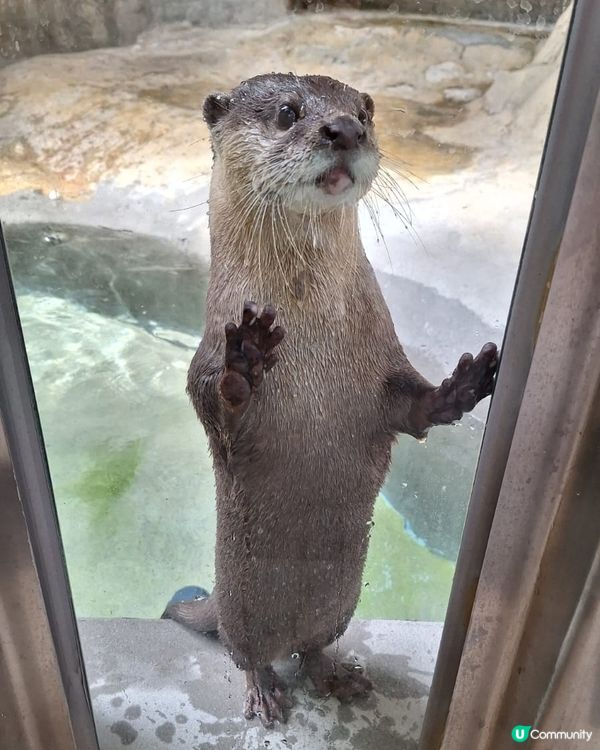 終於見到水獺啦