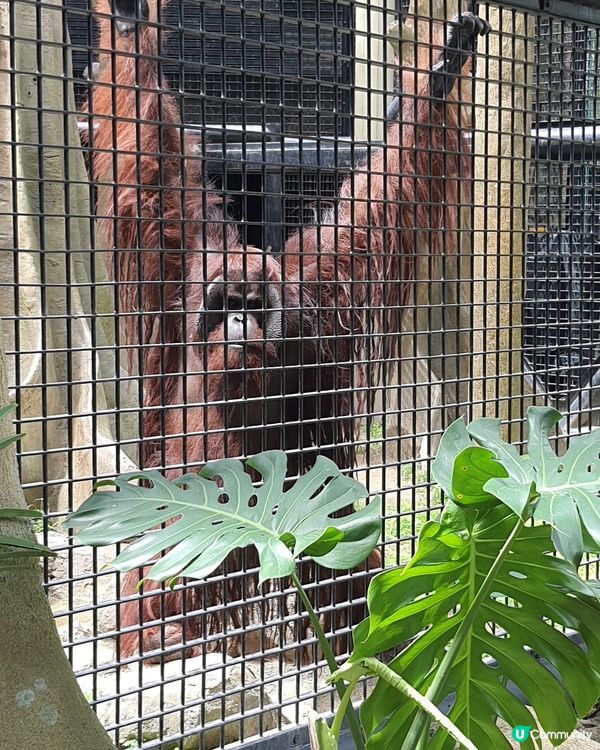 終於見到水獺啦