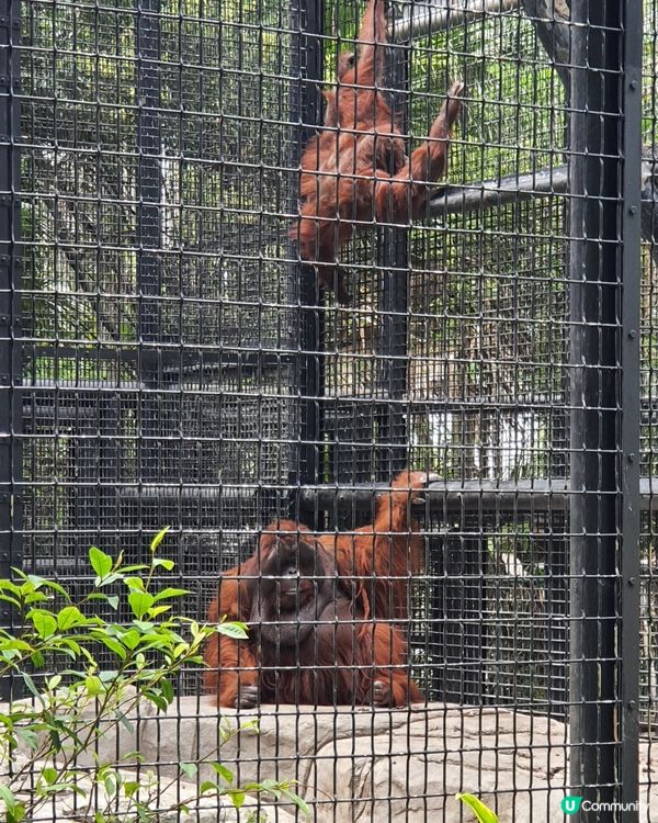 終於見到水獺啦