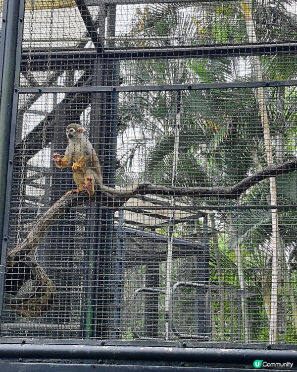 終於見到水獺啦