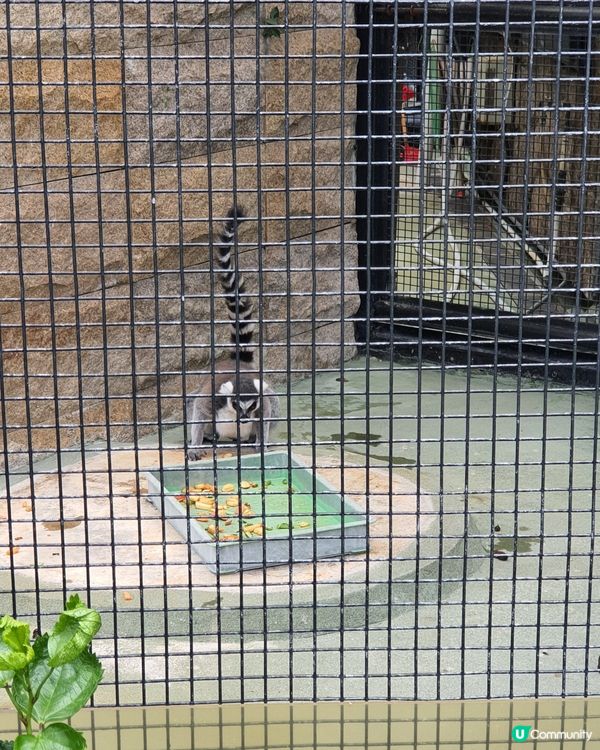 終於見到水獺啦