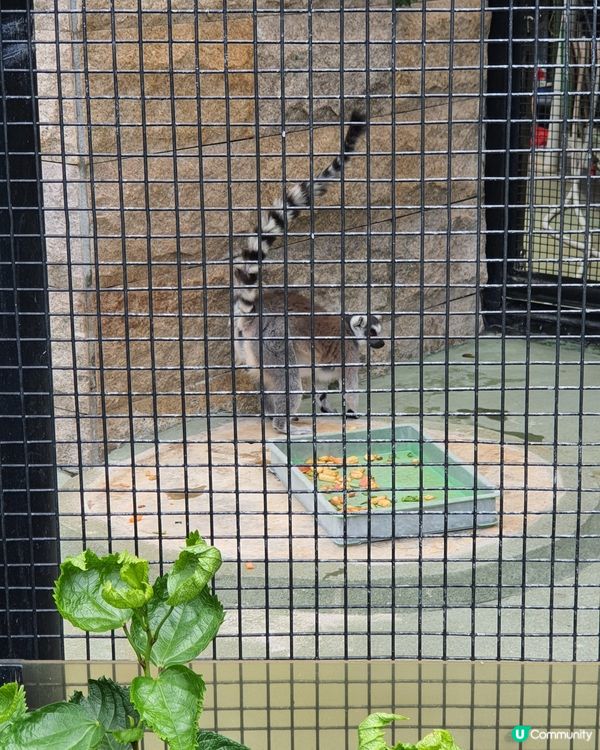 終於見到水獺啦