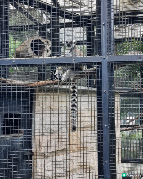 終於見到水獺啦