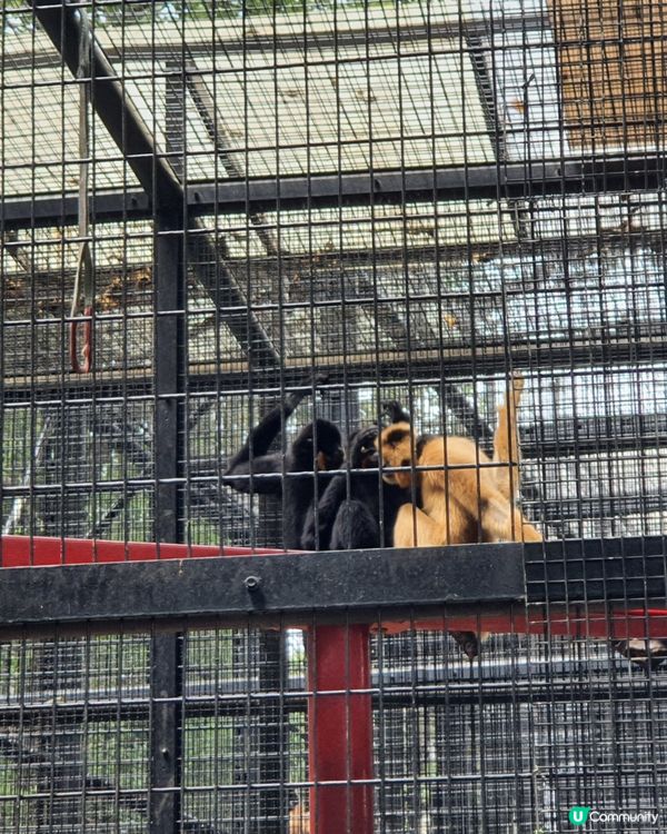 終於見到水獺啦