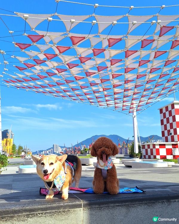 啟德打卡新地標！紅白格仔屋 🐶📸