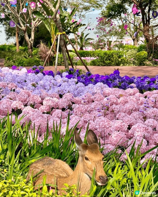 嘩嘩嘩‼️4、5月珠海頂流係呢👉🏻IYOHO PLAZA城市...