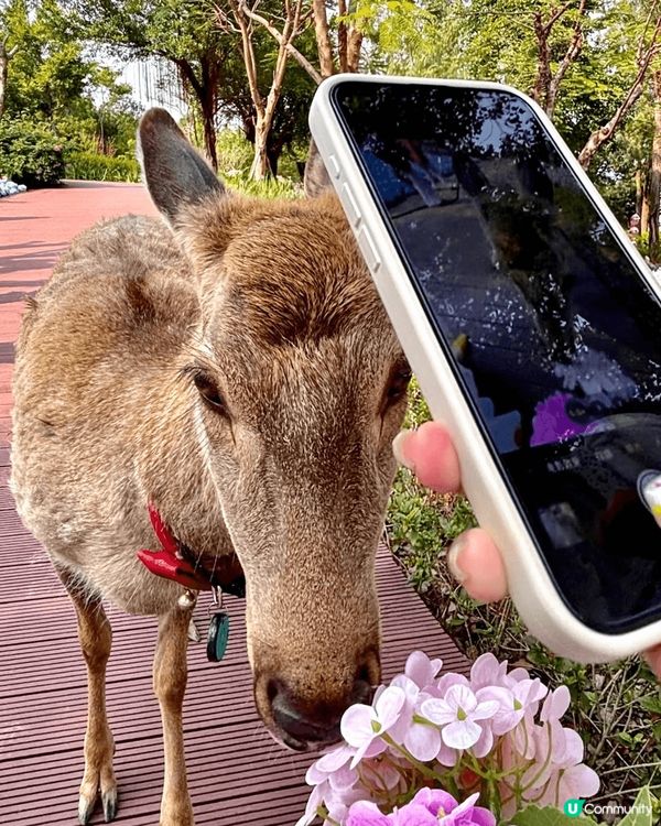 嘩嘩嘩‼️4、5月珠海頂流係呢👉🏻IYOHO PLAZA城市...