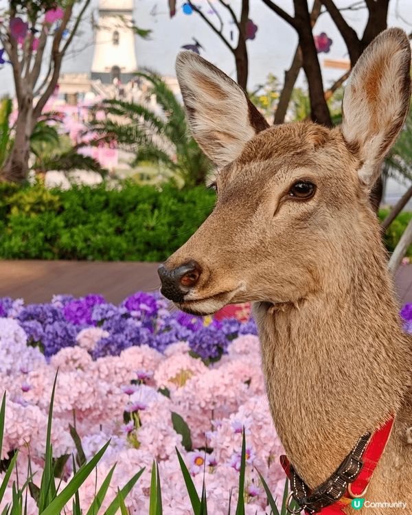 嘩嘩嘩‼️4、5月珠海頂流係呢👉🏻IYOHO PLAZA城市...