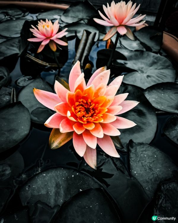 大嶼山天壇大佛朝聖🙏，洗滌心靈！