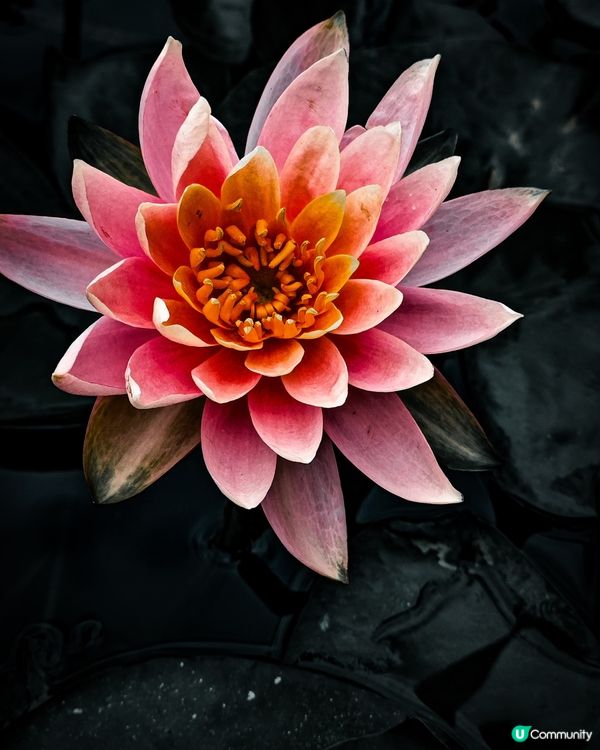 大嶼山天壇大佛朝聖🙏，洗滌心靈！