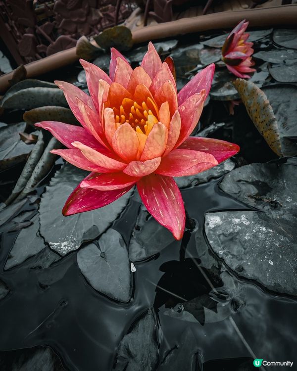 大嶼山天壇大佛朝聖🙏，洗滌心靈！