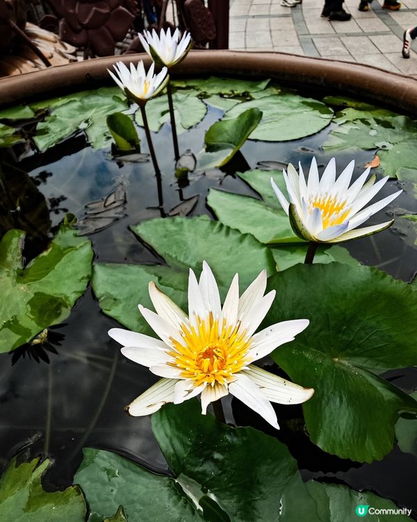 大嶼山天壇大佛朝聖🙏，洗滌心靈！