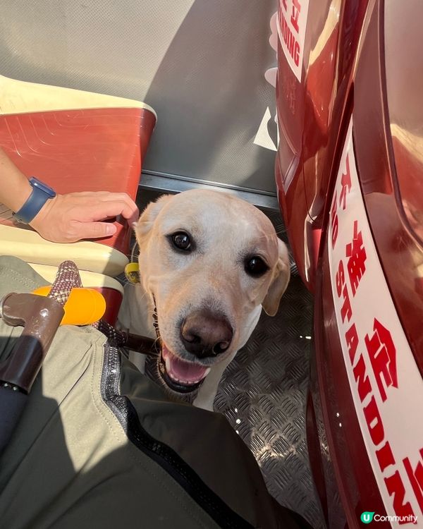 狗狗撘開蓬巴士初體驗