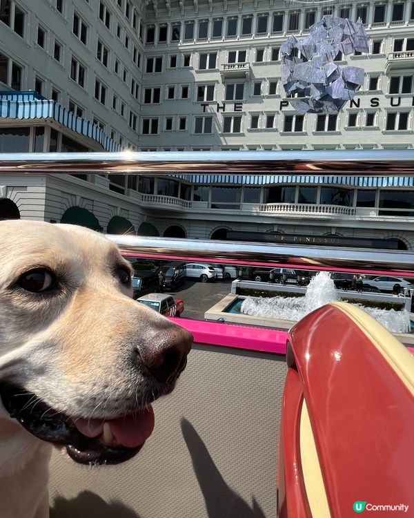 狗狗撘開蓬巴士初體驗