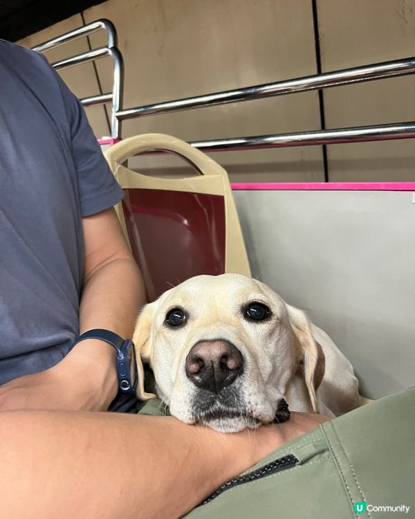 狗狗撘開蓬巴士初體驗