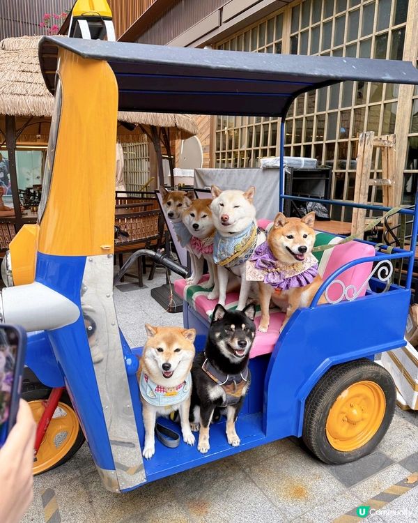 帶毛孩食泰菜🇹🇭