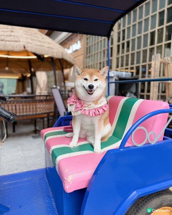 帶毛孩食泰菜🇹🇭