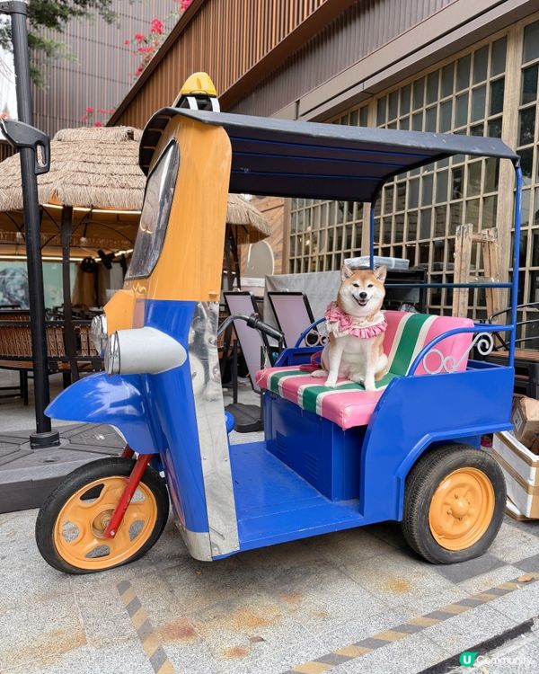 帶毛孩食泰菜🇹🇭