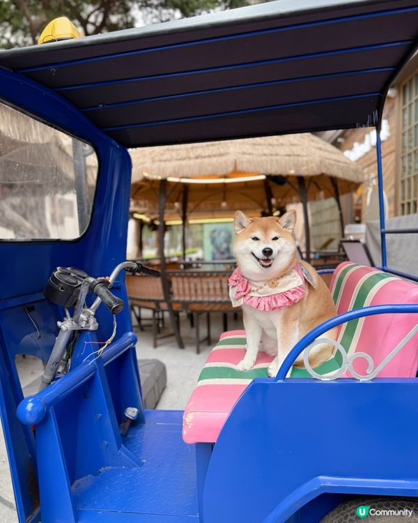 帶毛孩食泰菜🇹🇭