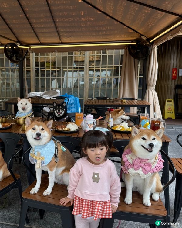 帶毛孩食泰菜🇹🇭