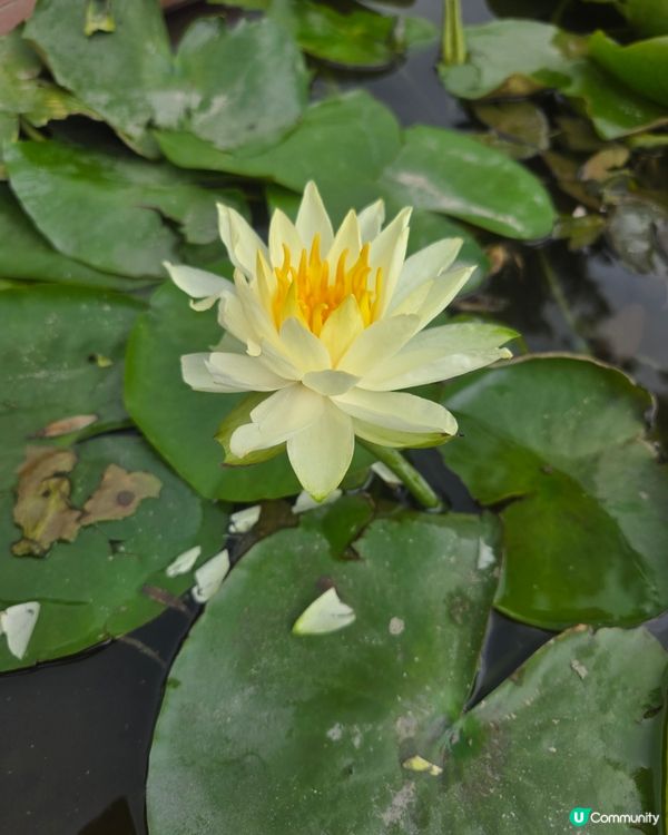 #UCreator #打卡美食 #好去處 #全新景點 #ch...