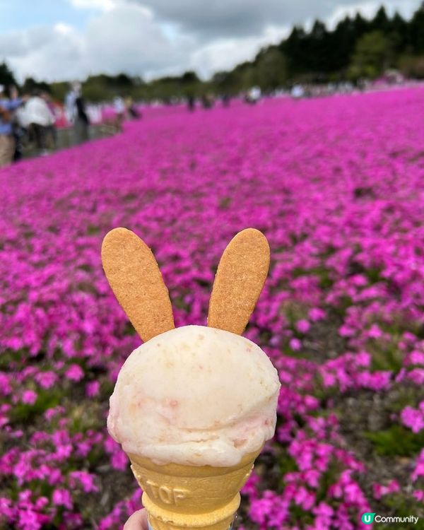 富士芝桜🌸  靚到爆💥