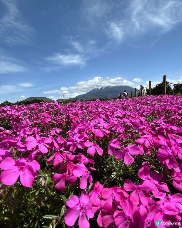 富士芝桜🌸  靚到爆💥