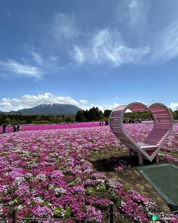 富士芝桜🌸  靚到爆💥