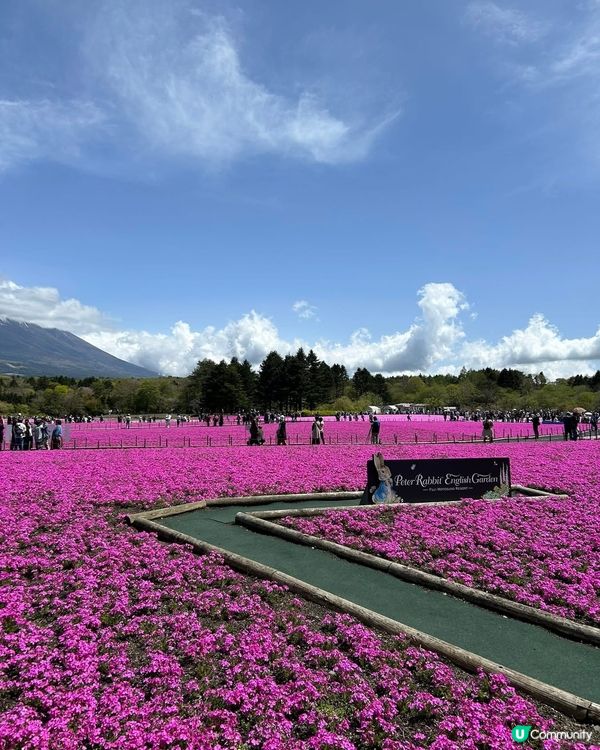 富士芝桜🌸  靚到爆💥