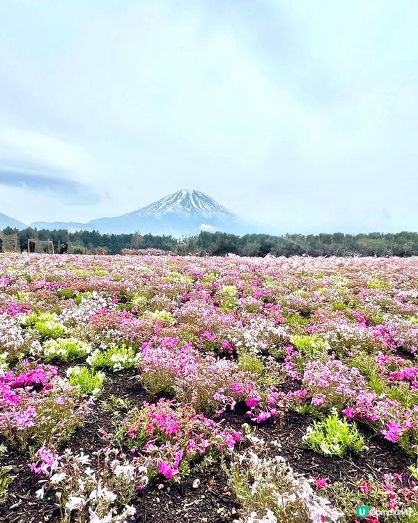 富士芝桜🌸  靚到爆💥