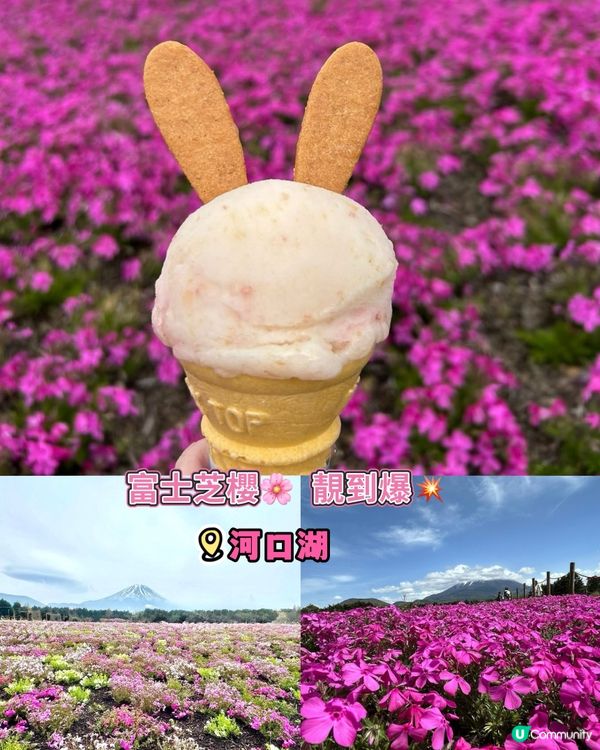 富士芝桜🌸  靚到爆💥