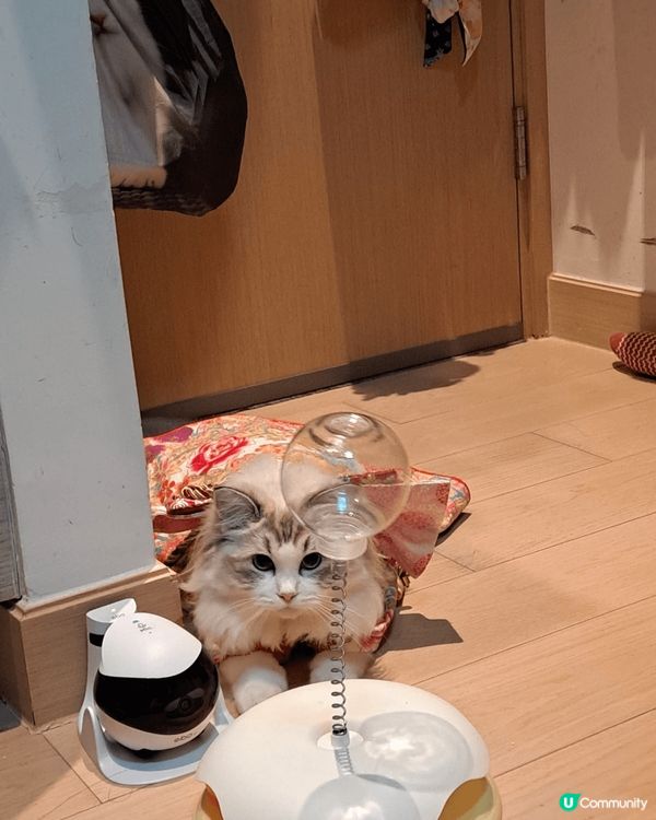 高清鏡頭，雙向音訊；部分型號設AI智能語音警報，讓我安心放心...