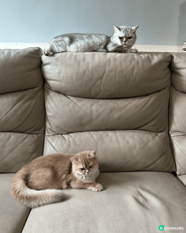 這個寵物餵食機對有寵物的主人是很實用及方便的產品，尤其需要上...