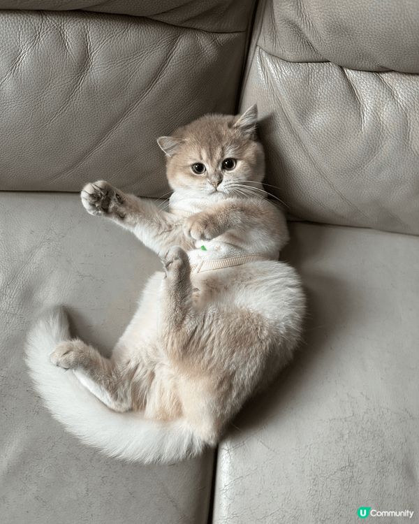 這個寵物餵食機對有寵物的主人是很實用及方便的產品，尤其需要上...