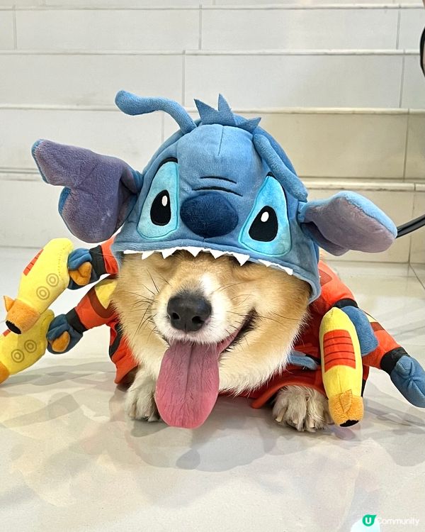 《🔫矮版史迪仔》