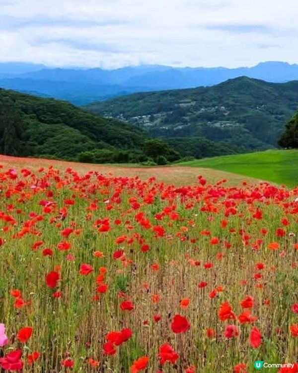 天空のポピ－2025 😭 取消啦！