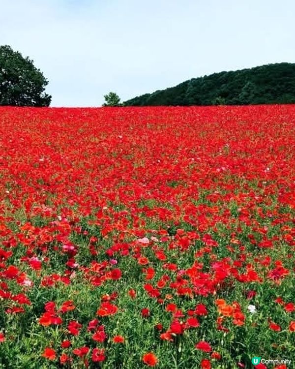 天空のポピ－2025 😭 取消啦！