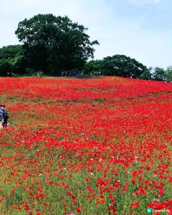 天空のポピ－2025 😭 取消啦！