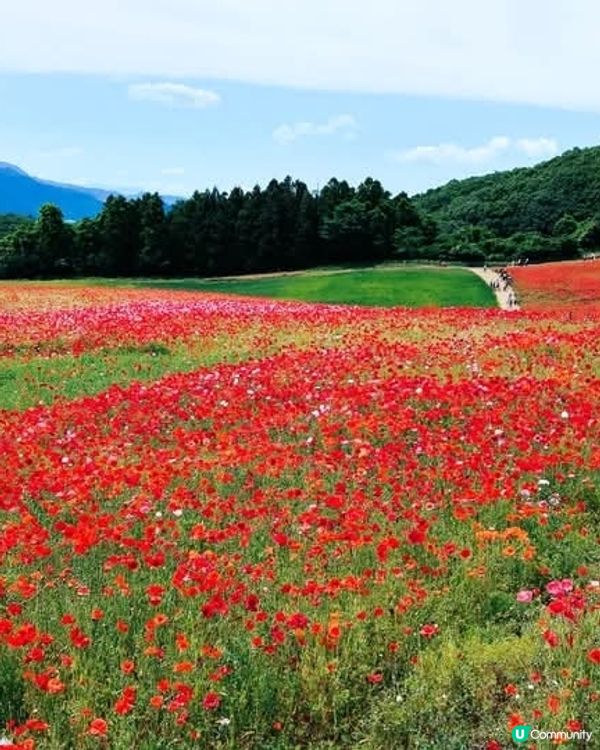 天空のポピ－2025 😭 取消啦！