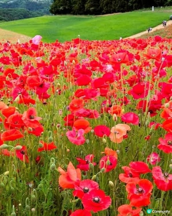 天空のポピ－2025 😭 取消啦！