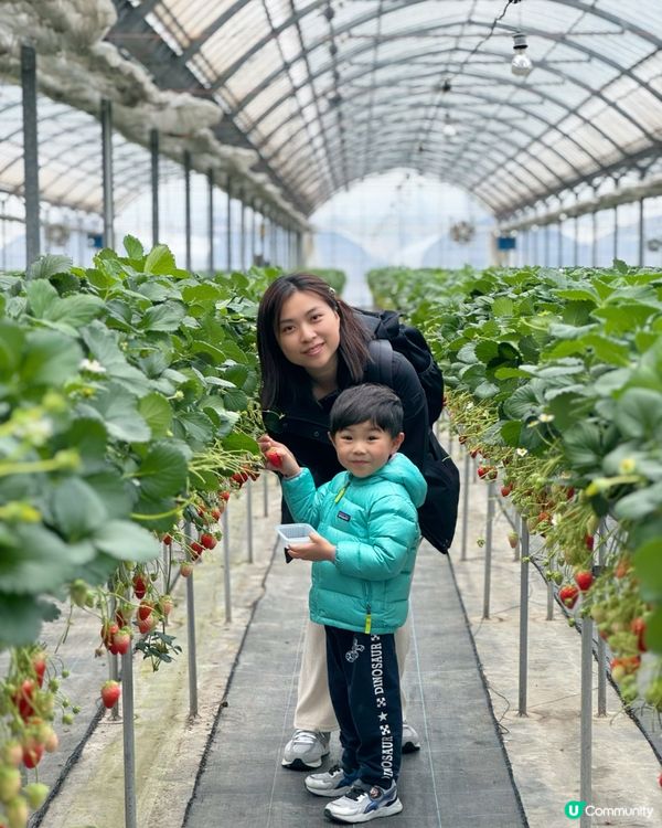 大阪京都 🍓🍓🍓 農場 50分鐘士多啤梨放題介紹！即摘即食😋